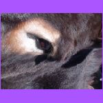 Donkey Eye to Eye.jpg